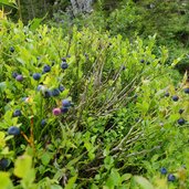 heidelbeeren