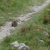 murmeltiere am stoneman trail