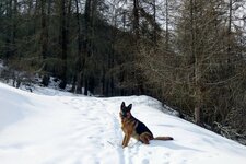 RS winterweg hund